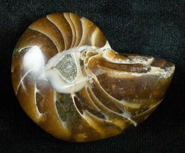 Inch Nautilus fossil from Madagascar #3680